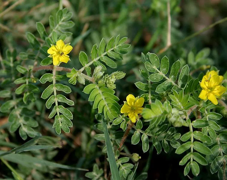 Saiba tudo sobre o tribulus terrestris.